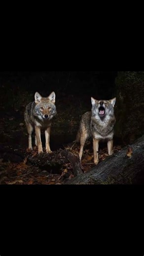 Coyote Sounds of Howling and Barking | Canis latrans Sounds | asmr #wolf #coyote #asmr #ai