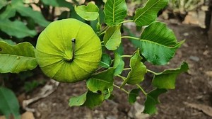 Hura Crepitans Ast mit Früchten und: Stockvideos & Filmmaterial (100 % lizenzfrei) 3839518451 | Shutterstock