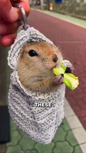 this squirrel makes a squeaky toy sound when it gets scared #animals #cute #facts #squirrel