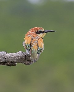 253K views · 10K reactions | European bee eater close up in Kruger National Park, South Africa #nature #safari #animals #wildlife #amazing | Wildest Kruger Sightings | Facebook