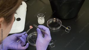 researcher scientist mouse brain dissection with forceps, over the shoulder
