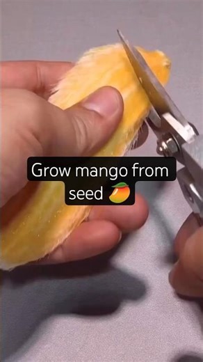 How to Germinate a Mango Seed: Easy Step-by-Step Guide 🌱🥭