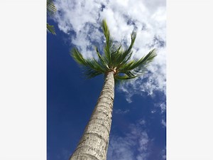 Professional Palm Desert Tree Trimmer Gets Stuck In Tree