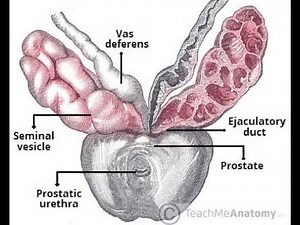 Histology of Seminal vesicles (for 2nd year MBBS)