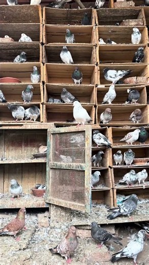 💎 Top Quality High-Flayer Pigeon Identification Tips ✨ #shorts