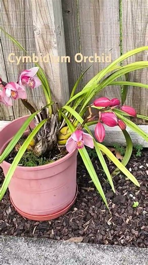 cymbidium Orchid