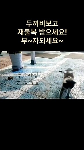 두꺼비 출근 #부자되는법 #고양이 #cat #고양이를부탁해 #cute #편의점고양이 #캠핑장