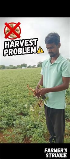 💖💥 peanuts harvest problem😣💢🥜 #trending#kadavurmanvasanai#shorts#viral#villagelife#nature#peanuts