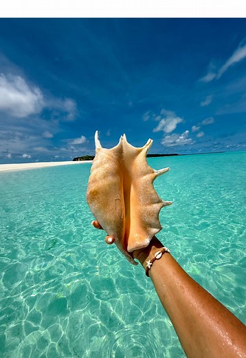 Discovering the Most Beautiful Sea Shell in Maldives
