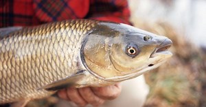 What is Asian Carp and how is it used?