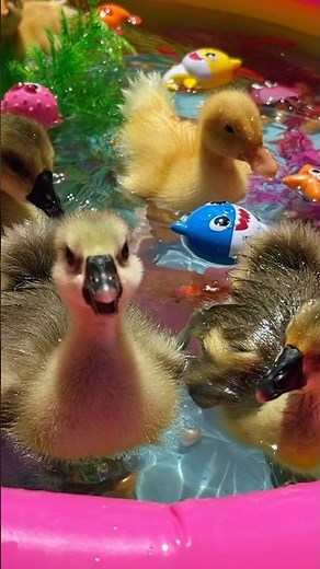 Cheerful dundlings and gosets are happily swimming in the inflatable pool #ducklings #duck #ducks