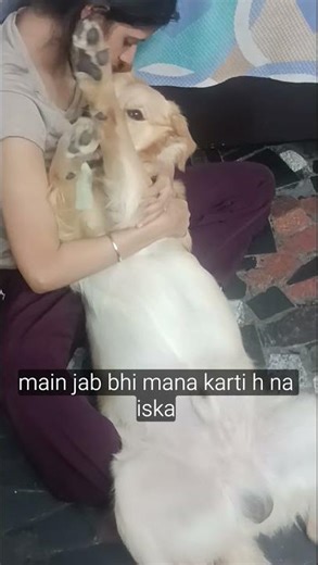 naughty buff😘😘😘 #retreiver #animalhumor #pets #dogshorts #animaljoke #funnyanimal #petlover #masti