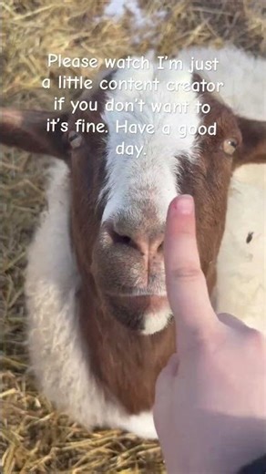 ￼a day with goats (and a donkey)