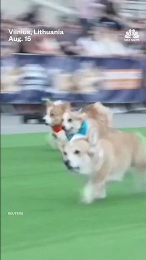 Corgis from eight countries race in Lithuania