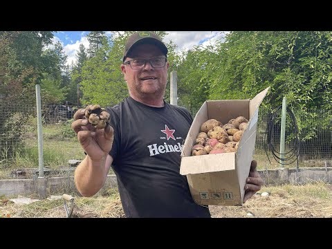 Off grid homestead food growing. We grew potatoes!