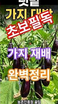 ​가지 모종 딱 4포기면 끝! 여름 내내 질리도록 먹는 가지 재배 특급 꿀팁 🍆 ​ #가지심기 #가지재배 #shorts #주말농장 #가지곁순제거 #텃밭농사 #5월텃밭 #귀농귀촌