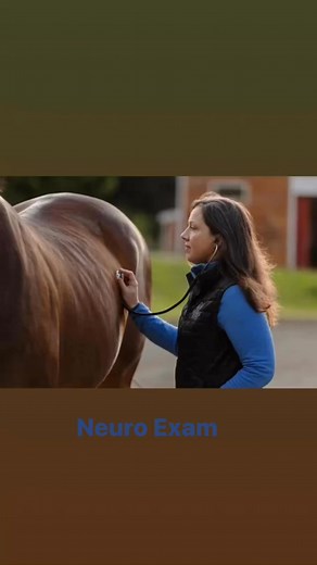 We are breaking down equine neurologic disorders and diseases by first starting at the very beginning of an evaluation. After a thorough physical exam is performed, a patient is evaluated neurologically as long as it is safe for the handler and the patient. A neurological exam for horses evaluates them both at rest (static) and in motion (dynamic). The static exam assesses behavior, cranial nerve function, posture, and sensation by observing reactions and reflexes and looking carefully for muscl