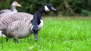 canadian geese pecking and lookgin for food on the grass at a park
