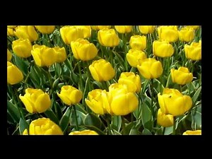 MÚSICAS ESPÍRITAS AS FLORES 1