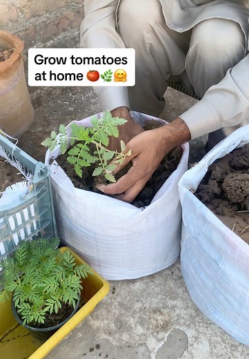 Easy Ways to Grow Tomato Plants at Home