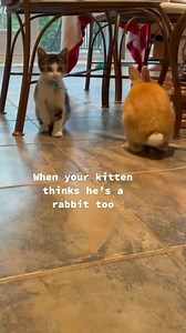 82K views · 3.7K reactions | Cat or rabbit?  (credit: @funnycatvideooos) | MiniInTheBox | Facebook