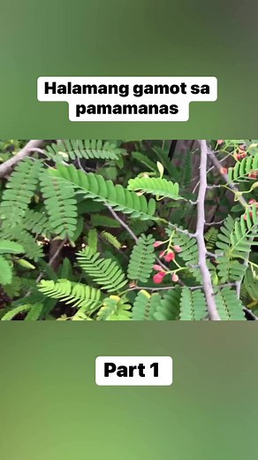 1.6M views · 10K reactions | HALAMANG GAMOT SA PAMAMANAS AMAZING!...