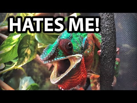 Why does my chameleon hate me? | Angry chameleon