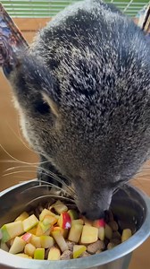 2.8K reactions · 86 shares | Please join me in welcoming our newest addition to Branson’s Promised Land Zoo - This is Orval the Binturong! Also known as a bear cat. He’s excited to see you in our animal adventure building available with every admission 7 days a week. | Branson's Promised Land ZOO | Facebook