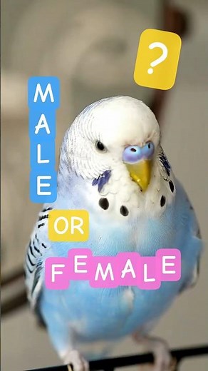 Parakeet Gender: How to Tell Male vs Female Budgies 🦜 #Shorts