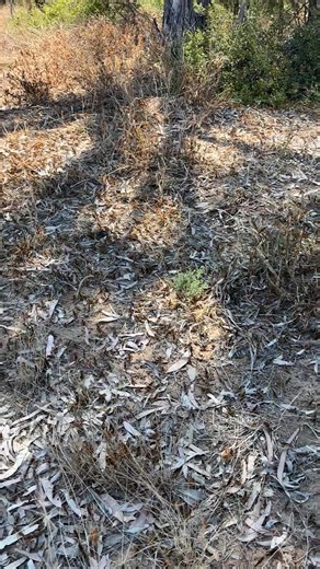 ⚠️ Locusts and nymphs are still on the move! ⚠️ This is what early-stage locust activity looks like. Reporting nymphs – like the ones in this video – and locusts is vital for pinpointing hotspots, identifying new bands and supporting the coordination of effective treatment strategies. We’ve been treating affected areas, but we still need your help to monitor the situation. Keep your eyes peeled! If you see locusts or nymphs while out and about, make sure to report them. How to report: 📞 call us