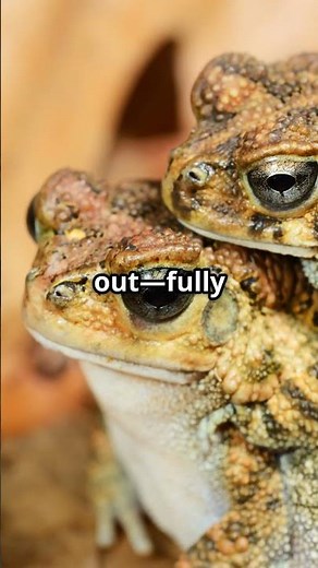 The Toad That Grows Babies Inside Its Back 🐸🐸🐸