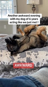 Awkward 😬 #sadiethesableshepherd | Sadie the sable shepherd
