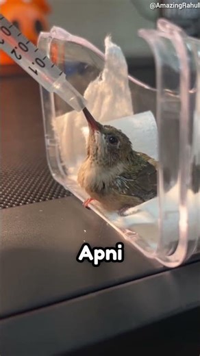 Humming bird drinking | #shorts