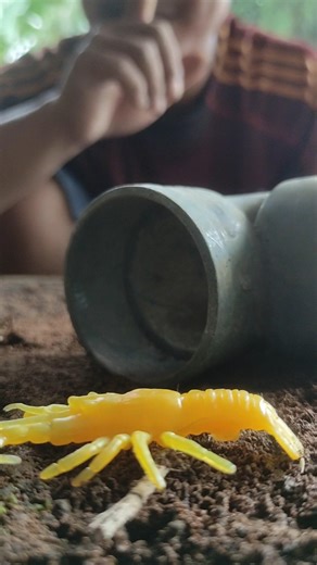 I invited the millipedes out of this pipe using a lobster #millipede #millipedes #shorts #short