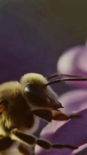 Did you know this about #bee ? 🐝