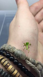Baby Leaf Insect 😍🍃 (Phyllium philippinicum from Philippines) Instagram for more Insect Videos: Insecthaus_adi www.instagram.com/Insecthaus_adi Watch in HD | Bugs and Science