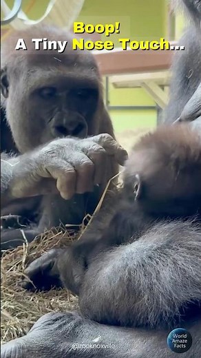 Wait for the Boop! 🥺 Big Sister Gorilla Meets Baby 🦍