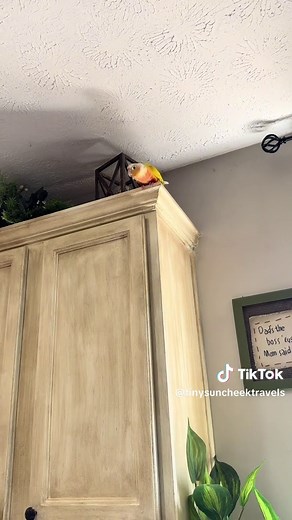 Green Cheek Conure Dancing to I Look Good (No Sound Needed)