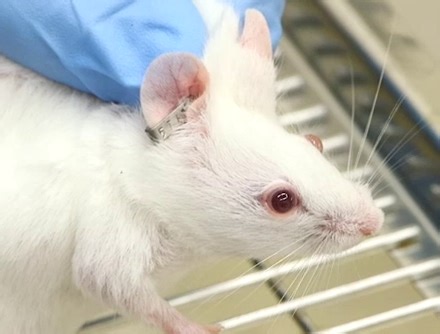 Rodent Identification: Ear Punching and Tagging