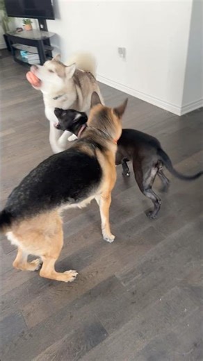 Husky, German shepherd and pitbull playing together #husky #puppy