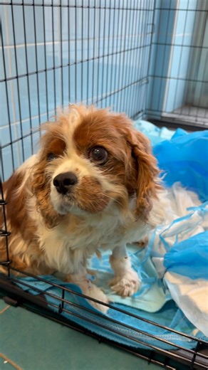 #Polpetta e' stata operata di ernia diaframmatica di vecchia data . Malgrado la difficoltà della chirurgia dell'intervento in sé e dello stato del suo polmone costretto dai visceri da tempo , lei sta benino . Ora ci aspetta una convalescenza lunga e dedicata alla riabilitazione polmonare . Non è cardiopatica , né ha alcuna malattia infettiva . Insomma andiamo avanti e qui siamo tutti innamorati ( Monica per prima ) | Clinica Veterinaria Duemari