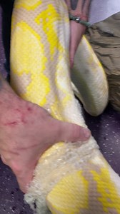 Always satisfying to help a snake shed 🐍 #animals #reptile #snake #python #nature #reels #reptarium | The Reptarium