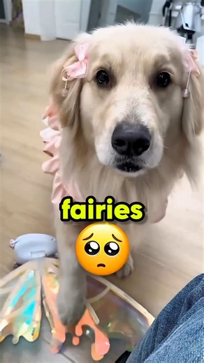 This Dog thought he could Fly 😢💔