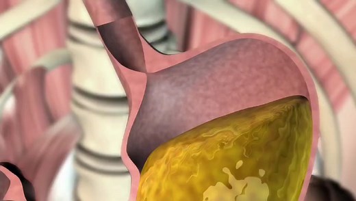 胃消化食物的过程，3D演示。。