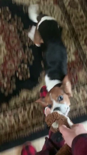 #music #lifeisbutadream #puppy #beaglecrew #cutebeagle #beagle #cutedog #pets #pip #cute #funny #fyp