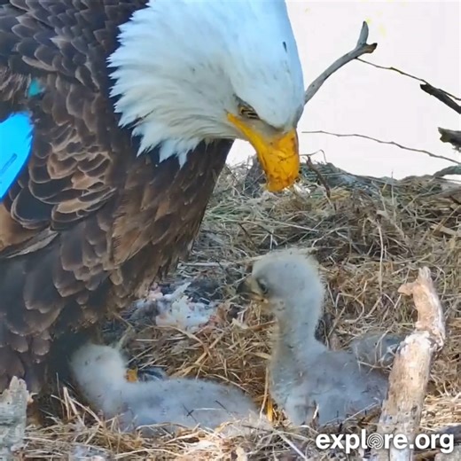 Bald eaglet sibling bonking: it looks aggressive, but it's a way for these floof nuggets to establish a pecking order and learn survival skills. They're too weak at this stage to harm each other 🫶 | explore.org