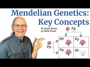 Mendelian Genetics: Basic Concepts Explained for AP Bio Students