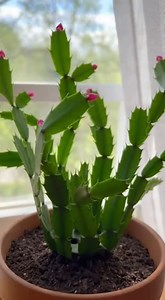 🌵 How to treat a Christmas cactus properly and keep it healthy and blooming | Orchids haven