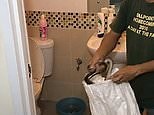 Thailand: Python removed from toilet after biting man's penis