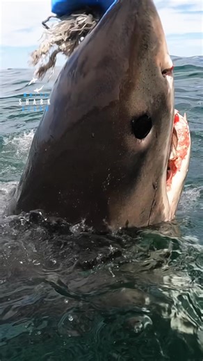 Great White Demonstrates Powerful Jaws https://www.amazon.com/dp/B0FKCWXBRT?maas=maas_adg_27FCC7CB69E78DB2AACED1CF90C4A466_afap_abs&ref_=aa_maas&tag=maas | White Shark Ocean